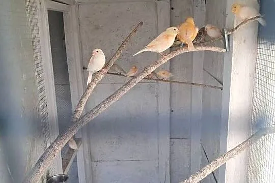 Kanarki Agaty Mozaiki Czerwone!