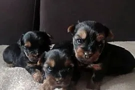 Pieski yorki