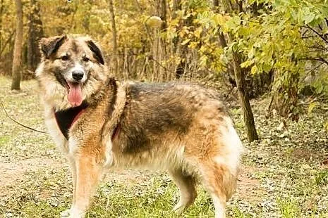 Mamuśka zwana także Bellą szuka wspaniałego domu, 