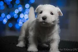 West Highland White Terrier z rodowodem ZKwP-zosta, PORĘBA