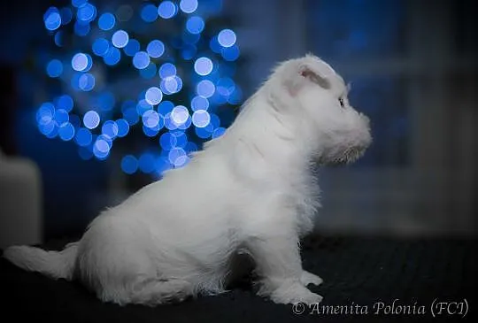 West Highland White Terrier z rodowodem ZKwP-zosta