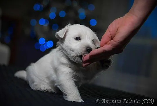 West Highland White Terrier z rodowodem ZKwP-zosta