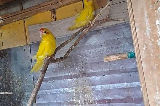 Witam sprzedam papugi kozy