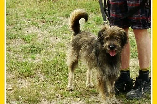 Przesympatyczny kudłacz psiak LULEK, 12 kg ,grzecz