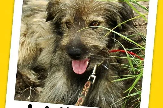 Przesympatyczny kudłacz psiak LULEK, 12 kg ,grzecz