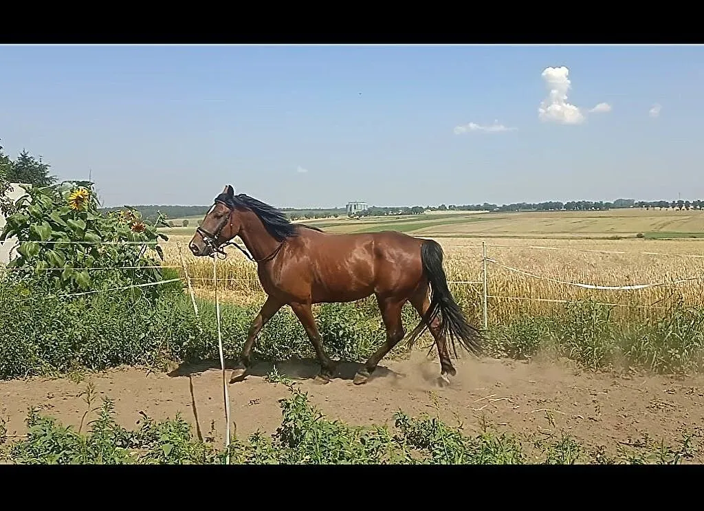 Celpa II, ,