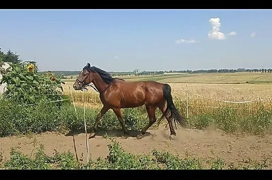 Celpa II, , 