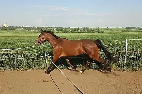 Celpa II, , 