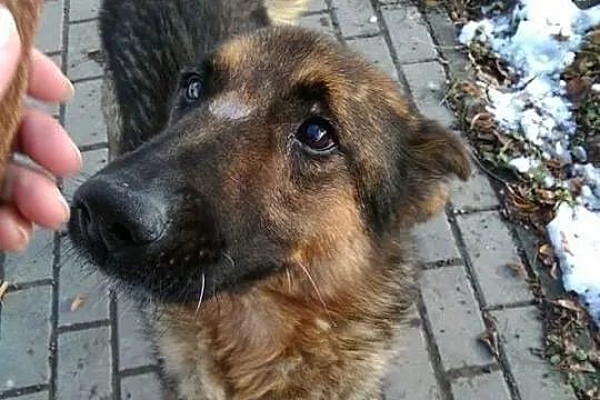 Gobiś - mocno skrzywdzony przez człowieka wilkowat