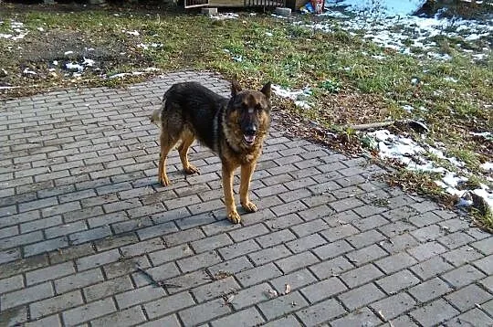 Gobiś - mocno skrzywdzony przez człowieka wilkowat