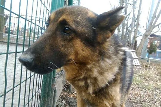 Gobiś - mocno skrzywdzony przez człowieka wilkowat