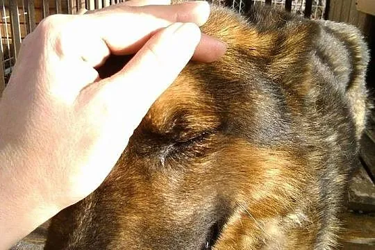 Gobiś - mocno skrzywdzony przez człowieka wilkowat