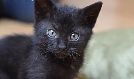 Czarny kocurek 8-9 tyg.adopcja!!, świętokrzyskie