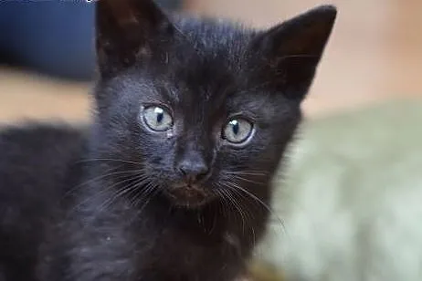 Czarny kocurek 8-9 tyg.adopcja!!,  świętokrzyskie 