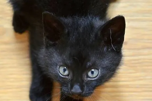 Czarny kocurek 8-9 tyg.adopcja!!,  świętokrzyskie 