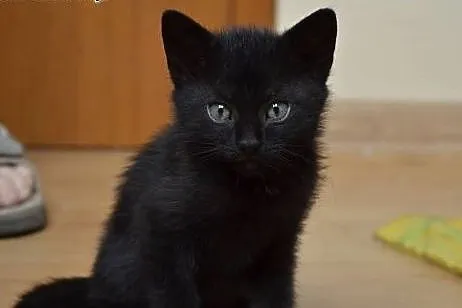 Czarny kocurek 8-9 tyg.adopcja!!,  świętokrzyskie 