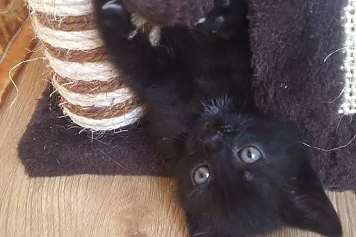 Czarny kocurek 8-9 tyg.adopcja!!,  świętokrzyskie 