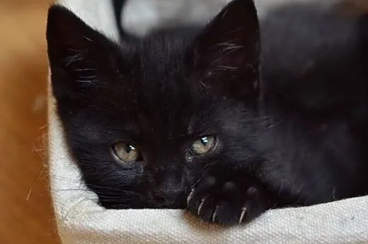 Czarny kocurek 8-9 tyg.adopcja!!,  świętokrzyskie 
