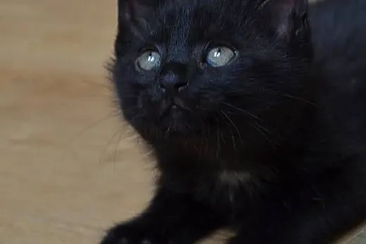 Czarny kocurek 8-9 tyg.adopcja!!,  świętokrzyskie 
