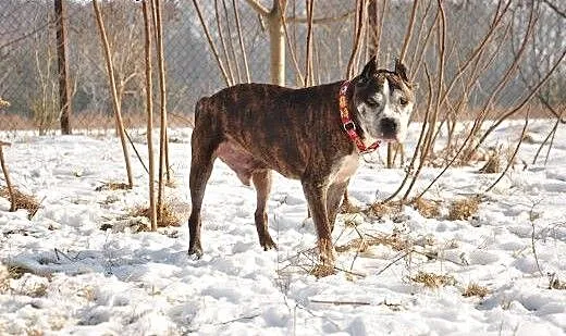 Best szuka domu, Amstaff cała Polska