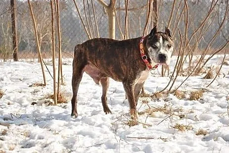 Best szuka domu, Amstaff cała Polska