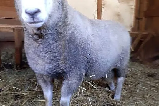 Baran tryk teksel, Świętokrzyskie, Staszów