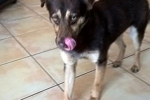 Tobi, psiak ok. roku,  kujawsko-pomorskie Bydgoszc