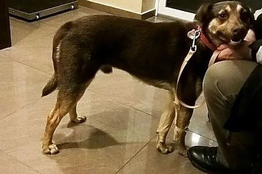 Tobi, psiak ok. roku,  kujawsko-pomorskie Bydgoszc