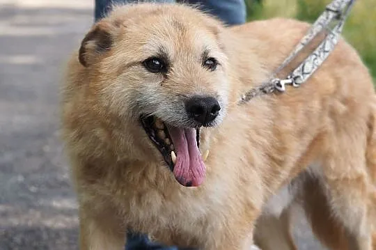Sid-niedoceniony przez nikogo, 9 lat czeka w schronisku!, , Kłomnice