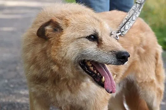 Sid-niedoceniony przez nikogo, 9 lat czeka w schronisku!, , Kłomnice
