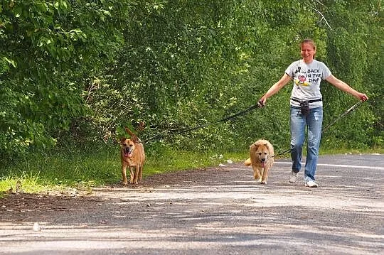 Sid-niedoceniony przez nikogo, 9 lat czeka w schronisku!, , Kłomnice