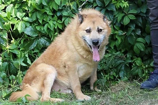 Sid-niedoceniony przez nikogo, 9 lat czeka w schronisku!, , Kłomnice