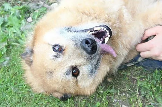 Sid-niedoceniony przez nikogo, 9 lat czeka w schronisku!, , Kłomnice