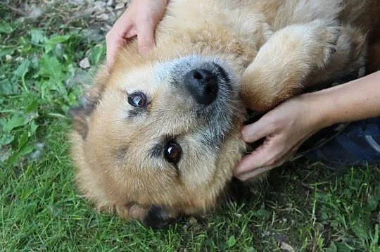 Sid-niedoceniony przez nikogo, 9 lat czeka w schronisku!, , Kłomnice