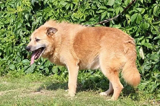 Sid-niedoceniony przez nikogo, 9 lat czeka w schronisku!, , Kłomnice