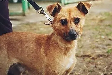 ZENEK mały, młody, bezproblemowy piesek,  wielkopolskie Rzeszów