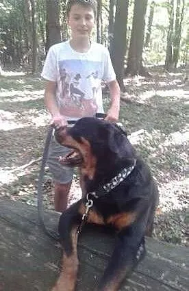 Aleks rodowodowy rottweiler , mazowieckie Warszaw