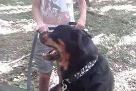 Aleks rodowodowy rottweiler ,  mazowieckie Warszaw