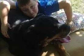 Aleks rodowodowy rottweiler ,  mazowieckie Warszaw