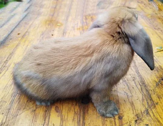 Królik karzełek Mini Lop - chłopiec, szuka nowego domu, , Miechów