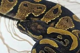 Wąż pyton królewski, python regius samiec
