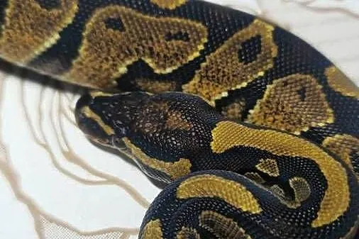 Wąż pyton królewski, python regius samiec, Dolnośląskie, Wrocław