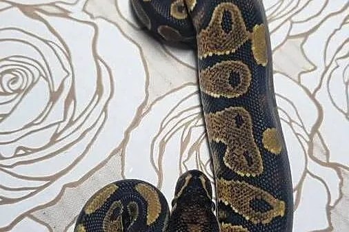 Wąż pyton królewski, python regius samiec, Dolnośląskie, Wrocław