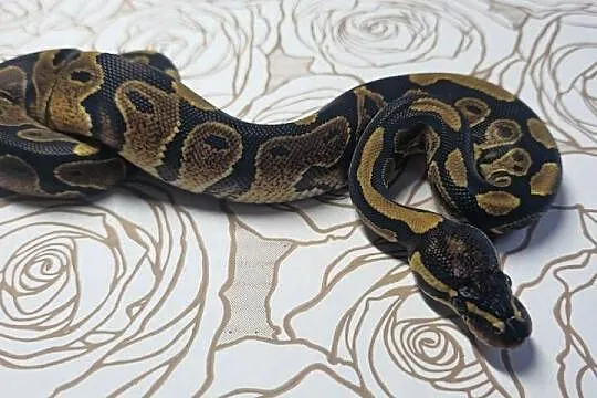 Wąż pyton królewski, python regius samiec, Dolnośląskie, Wrocław