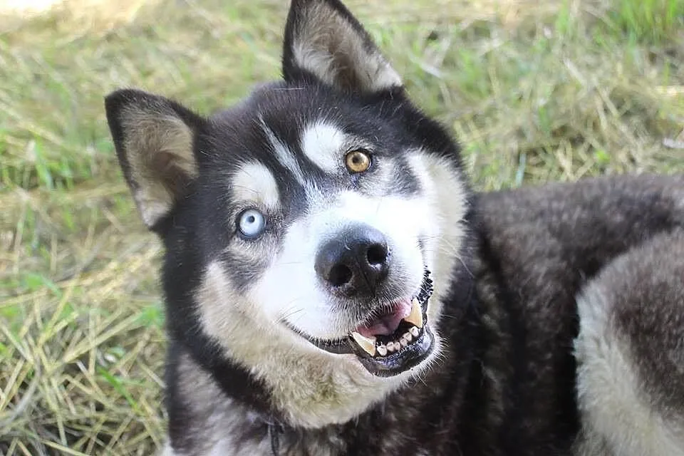 Lupus duży, łagodny mix husky_malamut o pięknym sp