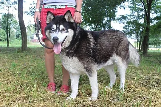 Lupus duży, łagodny mix husky_malamut o pięknym sp