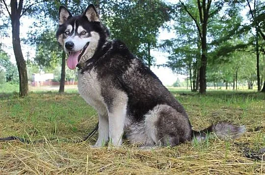 Lupus duży, łagodny mix husky_malamut o pięknym sp