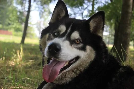 Lupus duży, łagodny mix husky_malamut o pięknym sp