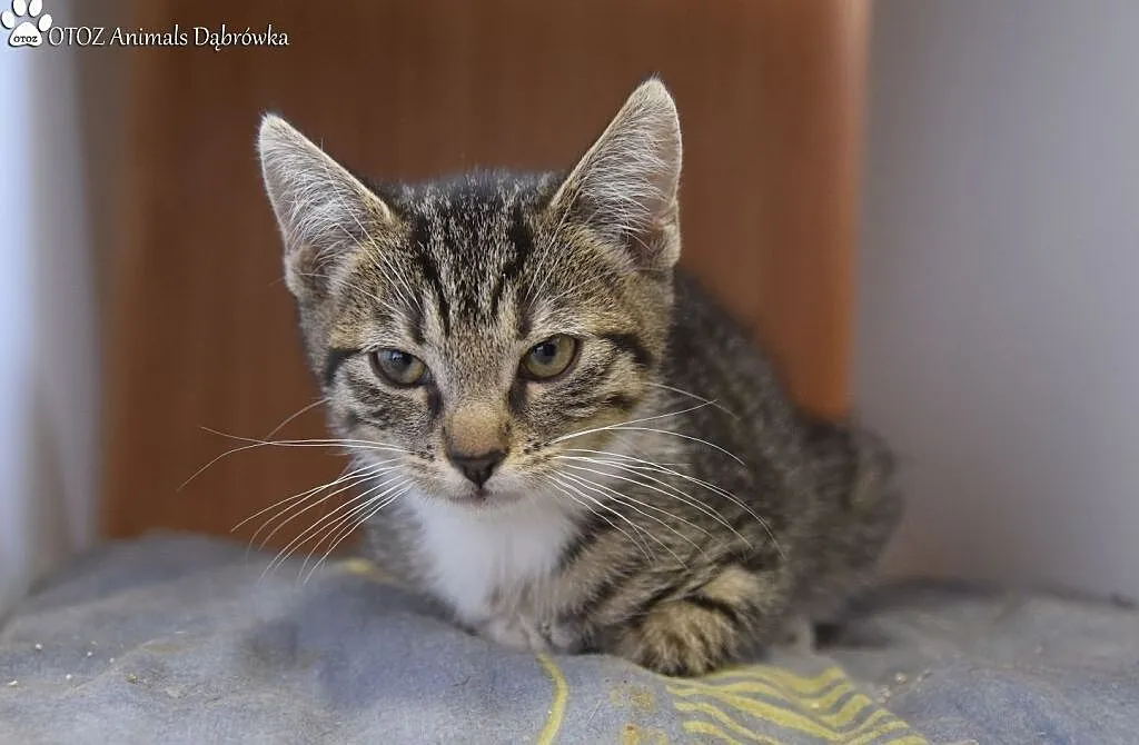 OTOZ Animals Dąbrówka - Dynio szuka miłości., Pomorskie, Gdańsk