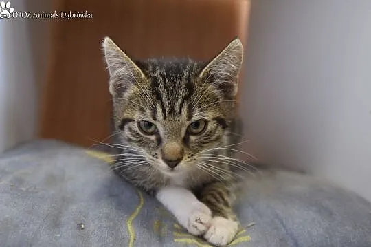 OTOZ Animals Dąbrówka - Dynio szuka miłości., Pomorskie, Gdańsk